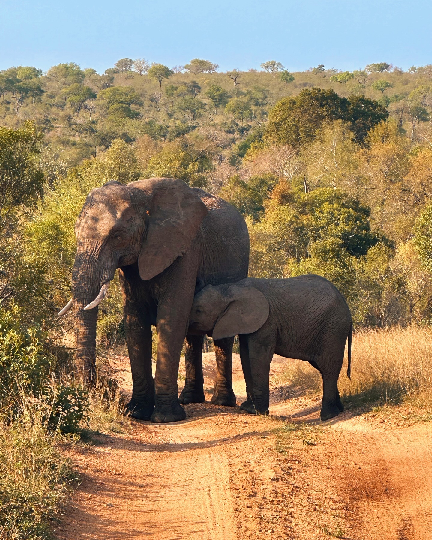 Sabi Sands, No Compromises